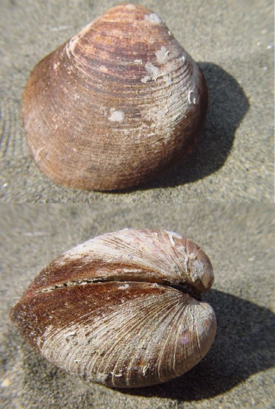 Glycimeris glycimeris forma pilosus